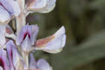 Gulf Coast lupine